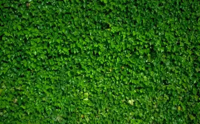 veta vertical follaje productos para exterior 11zon 1 rh6o01cdn1dzv9kx9aycwoum7kgbbkugpje4khsiii