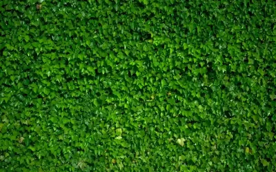 veta vertical follaje productos para exterior 11zon 1